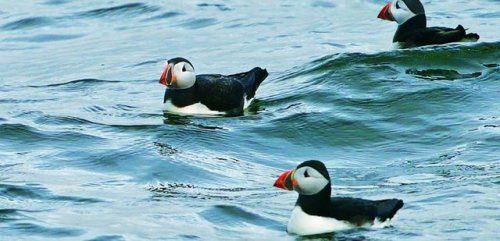 Lovely Birds I Encountered in Ireland http://dlvr.it/QdQDYm