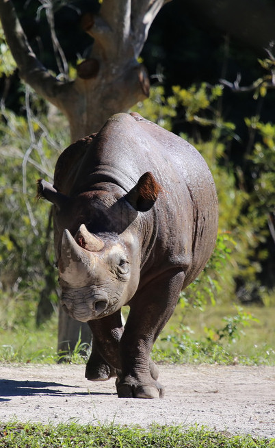 rhinoceros 5e rhinoceros 5e