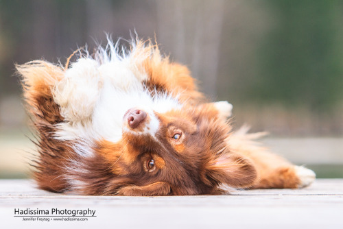 hadissima: Australian Shepherd Kaylee enjoying being at the lake 