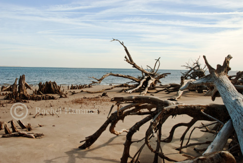 Boneyard Beach, Florida