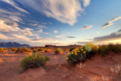 loveandaquestion:  Utah Sunset Flowers by