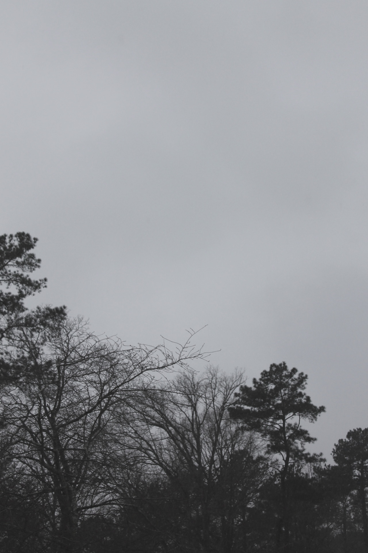 everything-eternally:  Winter Sky by Amanda Wood 