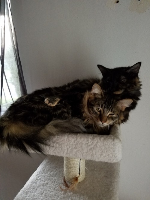 Happy Friday!! Yesterday Nyx was cuddling Gwyn by having her kitty arm around her!