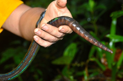 onenicebugperday:  onenicebugperday:  Giant earthworms, Martiodrilus sp.,  Glossoscolecidae