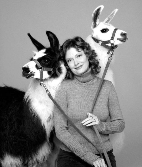 imwithkanye: # Two Llamas and Susan Sarandon