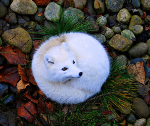 everythingfox: everythingfox:  Powdered donut, anyone? Taken from /r/pics  Big mood