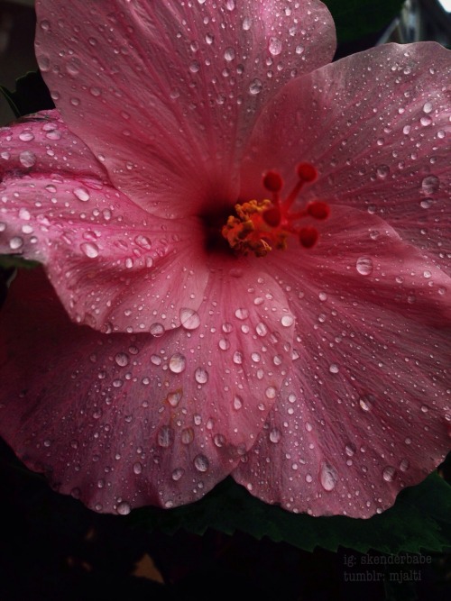 floralls:submitted by mjalti :Pink Hibiscus Ft. Raindrops || IG: skenderbabe