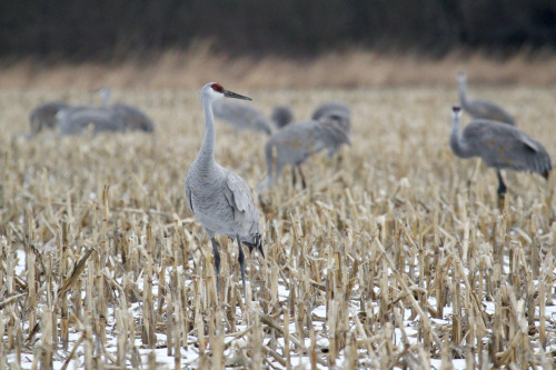 highways-are-liminal-spaces:Cranes overwintering in Jasper County, Indiana