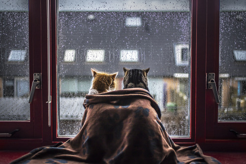 mostlycatsmostly:  felicity-berkleef:  Rain Rain Go Away!  https://www.instagram.com/felicity_berkleef/ 