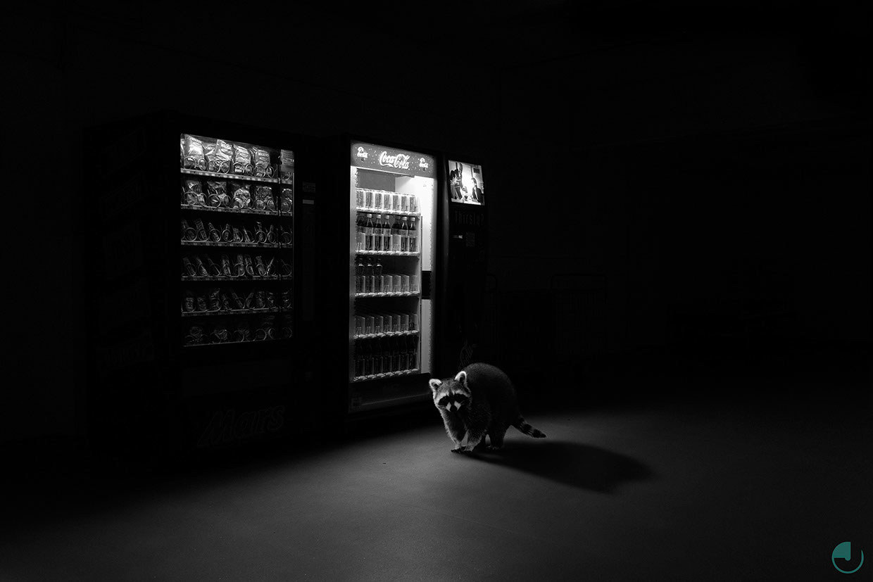 fer1972:  ‘Totem’: Photomanipulations of Wildlife in Urban Settings by Jason