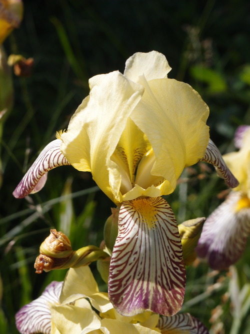 Iris germanica — German iris