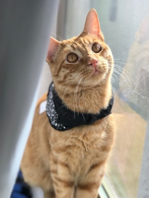 greenflyingsparklybunny: My Mr. Macaroni sure does like his new bandana