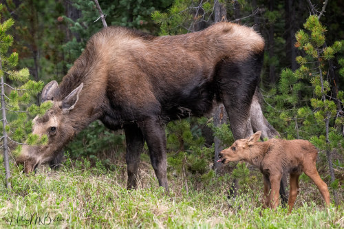OOOOooHH&hellip;&hellip;Somebody&rsquo;s gonna get a SPANKING!!!!! by Hilary Bralove Baby moose calf