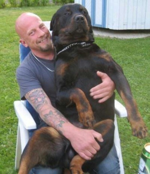 thecutestofthecute:Big dogs who think they are lap dogs