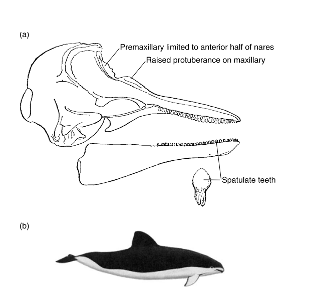 Representatives of the Family Phocoenidae (porpoises).
• (a) Lateral view of the skull and lower jaw of a phocoenid illustrating the raised rounded protuberances on the premaxillae (from Gervais 1855: 327) and spatulate-shaped teeth (from Flower and...