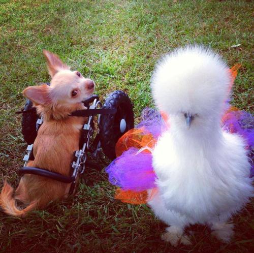 gods-filth:  deersnap:  noppppe:  buttercupbbaby:  tiny-vessels:  catsbeaversandducks:  Fluffy Chicken Saved From Laboratory Becomes Best Friends With Abandoned Two-legged Chihuahua These two adorable and unlikely animal friends, Penny the chicken and