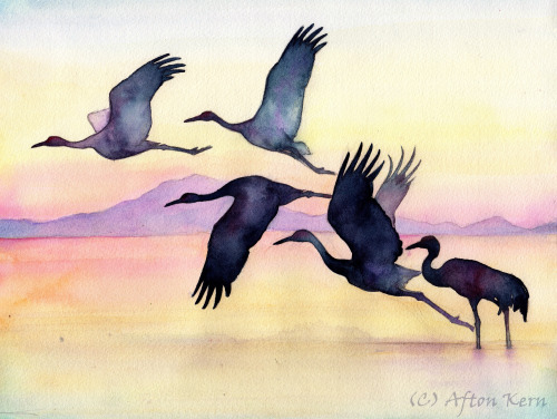Watercolour commission for my former anthropology instructor of Sandhill cranes.