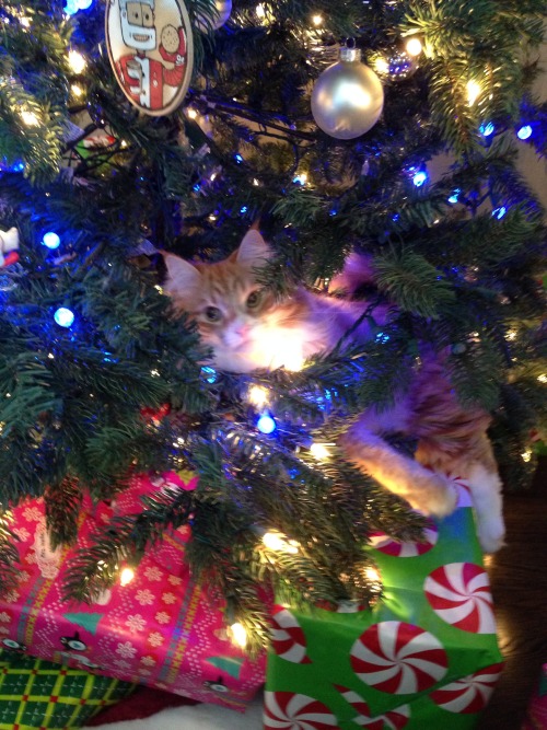 Rothko the Siberian Christmas tree cat (submitted by andrew30)