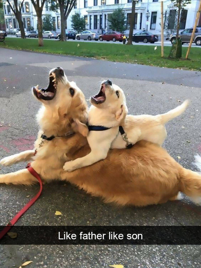 animalsnaps: Animal snaps