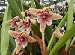 orchid-a-day: Campanulorchis globifera Syn.: