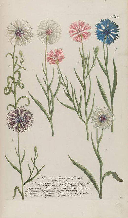 heaveninawildflower:  Cyanus.Illustrations from ‘Phytanthoza  Iconographia‘ by