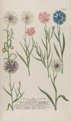 heaveninawildflower:  Cyanus.Illustrations
