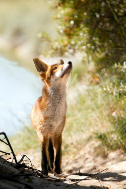 waasabi:  Curious young fox …  by Alex Verweij