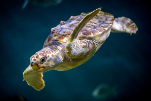 montereybayaquarium:There’s no straw in this photo—because we skipped it! Small actions like avoidin