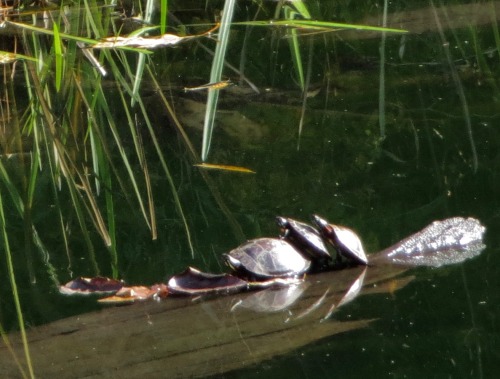 A warm October day along the canal yesterday, and turtles* were sunning themselves on any surface th