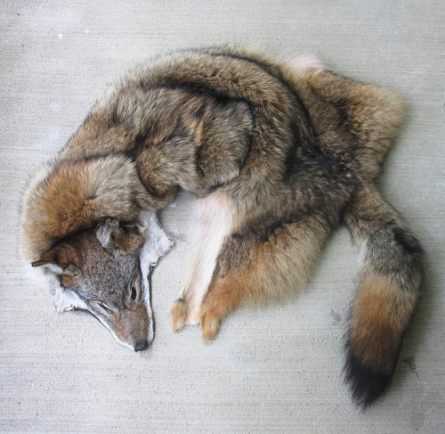 furrywolfcyrus:  thegalaxyfoxx:  lonewolf-den:  blackbackedjackal:  All the coyotes are up now :)! You can see them all on the site.  ooooo i want me some tails!  Omg no!!!!! They were killed why would you buy them!!! D:  “No animals were killed for