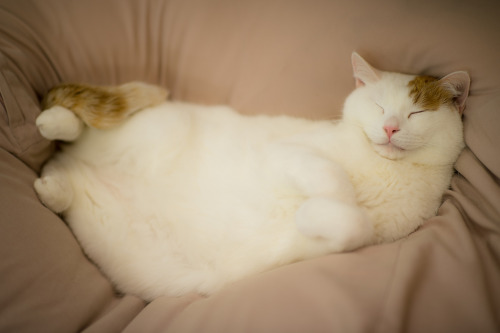 Belly Rubs, Please  (by Takashi(aes256))@ Cat Cafe  &ldquo;Nekorobi&rdquo; in Ikebukuro, Tokyo