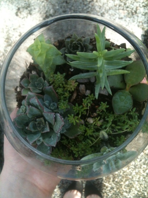 Porn jadetheflower:  I made a terrarium. it’s photos