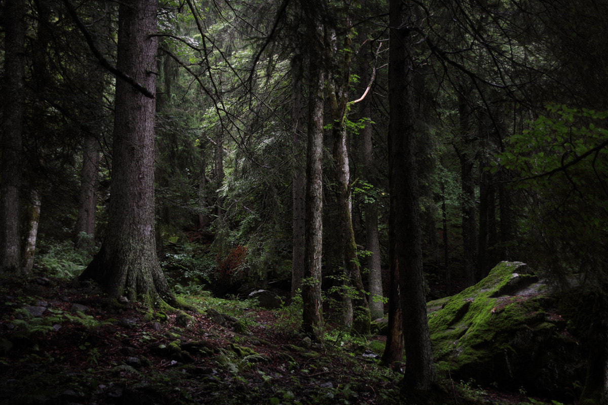 silvaris:Black Forest by Ferdinando del Drago  