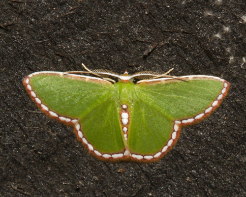 onenicebugperday:  Emerald moths in the subfamily porn pictures