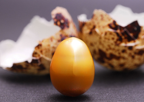 The Golden Egg - exquisite egg shaped South Seas pearl from Indonesia.South Sea pearls are among the