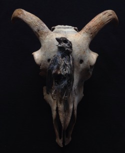 roadkillandcrows:  Sheep skull and mummified