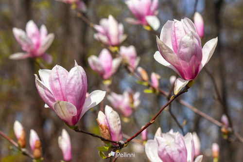 beauty of magnolia tree blossom in spring. fresh pink flower on the branch. natural soft bokeh background of a garden - beauty of magnolia tree blossom in spring. fresh pink flower on the branch. natural soft bokeh background of a garden #magnolia#spring#blossom#french#beautiful#pink#nature#garden#botany#natural#background#pla