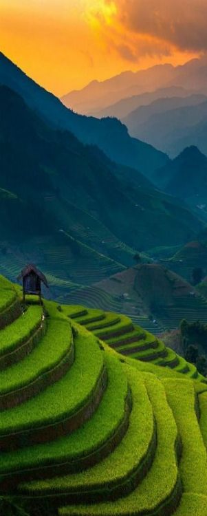 Rice Terraces, Mu Cang Chai, Vietnam 