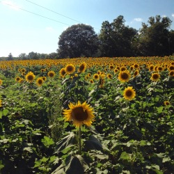 baggier:  a sunflower field in Lawrence, Kansas. 