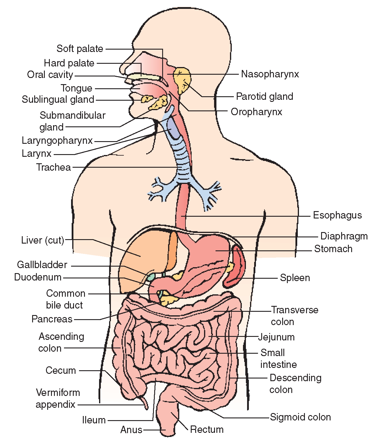 digestive system esophagus function