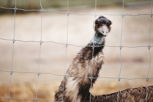 “Emus are little more than feathered stomachs borne on mighty legs and ruled by a tiny brain. 