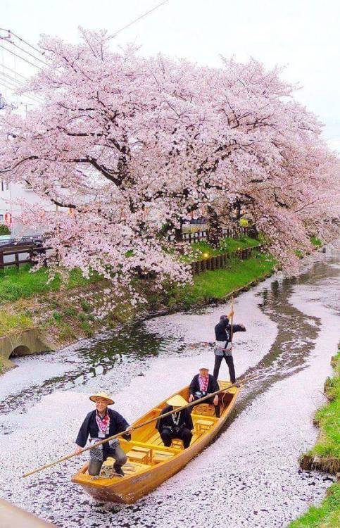 Sakura