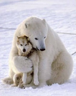 funnyordie:  Frozen Friends