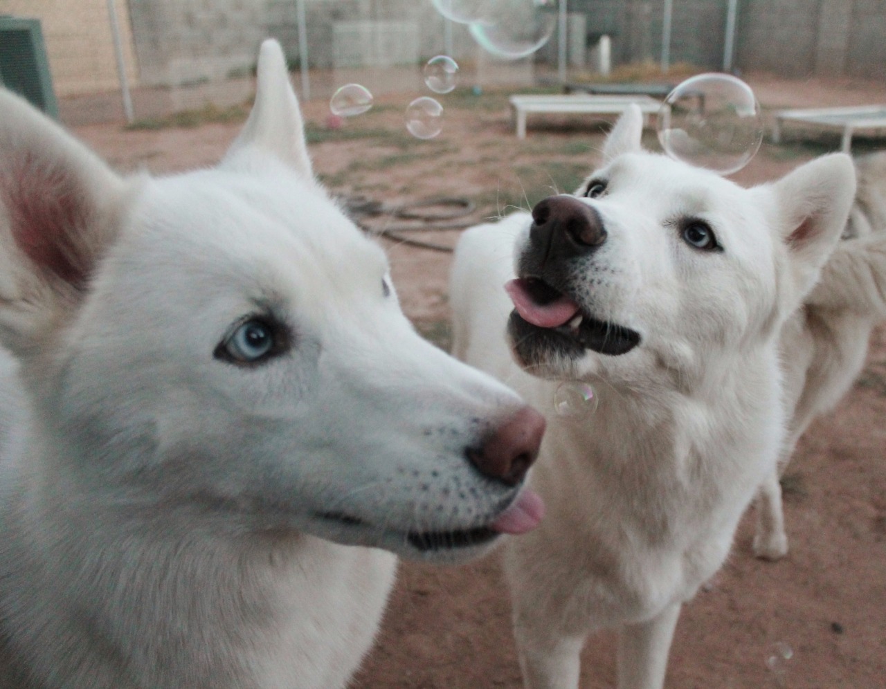 6woofs:  flushy-the-fish:  6woofs:  Their faces, I just can’t  They’re all so