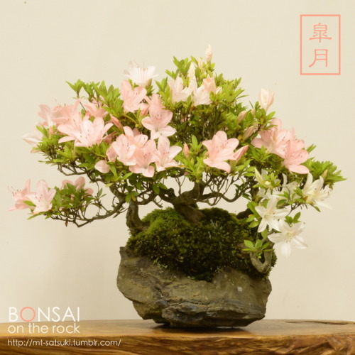 皐月の石付盆栽SATSUKI azalea bonsai on a rock2017.6.9 撮影bonsai on the rock| Creema | BASE | Zazzle.co.jp | 