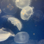 bubblysr