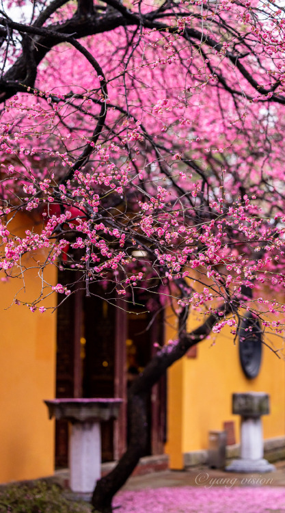 fuckyeahchinesegarden: plum blossoms in 铁佛寺tiefosi, 湖州huzhou, hubei province by 视觉影像杨
