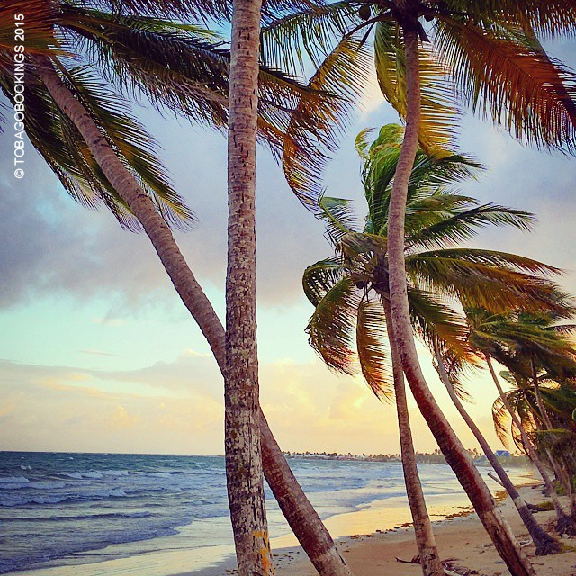 Tobago Bookings — Good Morning from Petit Trou Beach, Tobago.