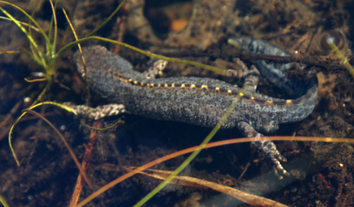 Alpine newt - Ichthyosaura alpestris - an exotic species introduced into a garden pond a few decades