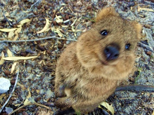 grimphantom:pizzaismylifepizzaisking:i-might-be-misha:this is the quokka its the happiest animal ever its always smilingeven when its asleepit might be one of the cutest marsupials in the worldi mean look at that faceso preciousHe’s really happy…..someone